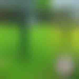 Ultrasone dierenverjager | SONICFIELD