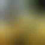 Gloeiend Kerstlint (500 cm) | SHINESTRAP