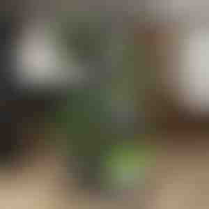 Plantenbak Standaard | POTSTAGE