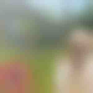 Huisdieren teken- en vlooienband PETPROTECT