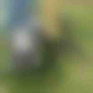 Onkruidtrekker | ROOTNIK