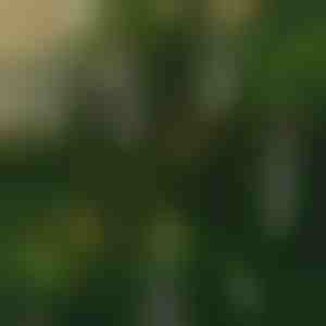 Vlamloze flikkerende kaarsen (6 stuks) | CANDLEA